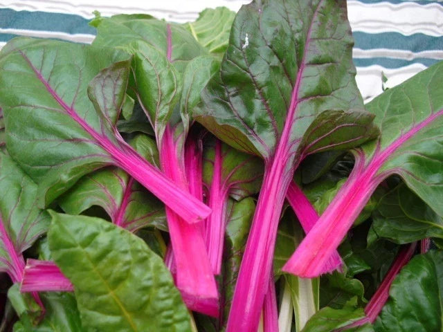 Pink Lipstick Swiss Chard Seeds - Beta vulgaris subsp. cicla - Vibrant Colorful Leaf Seeds for Gardening