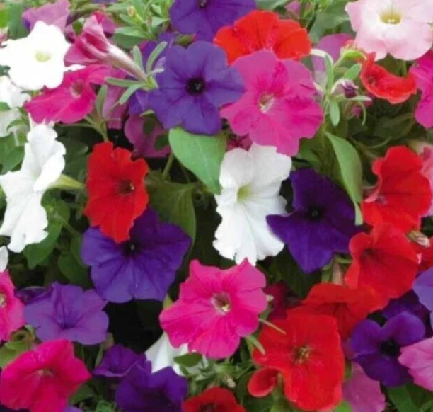 Petunia Seeds Dwarf Mix Annual Flower Seeds for Garden Beds & Containers - Petunia spp.