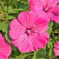 Pink Rose Mallow Seeds - Malva Trimestris, 50 Seeds, Pink Flowers, Perennial, Garden Flower Seed Pack
