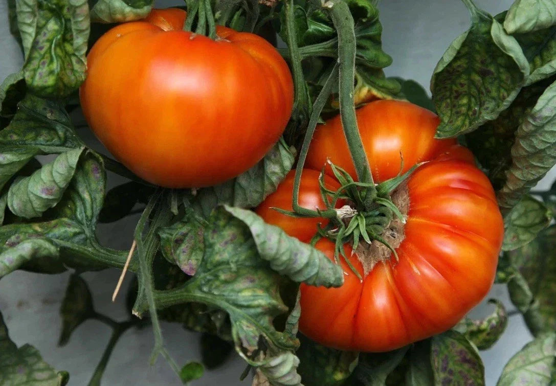 Beefsteak Tomato Seeds - 1000 Heirloom NON-GMO Solanum lycopersicum for Juicy Large Tomatoes, Garden & Container Growing