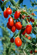 Goji Berry Live Starter Plant - Well Rooted Lycium barbarum