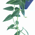 Hoya Bella Cutting – Live Houseplant Stem – Hoya multiflora – Indoor Tropical Plant – California Grown