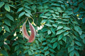Kentucky Coffee Tree Seeds - Gymnocladus dioicus - Native Deciduous Tree Seeds for Planting, Shade, Wildlife Habitat