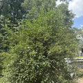 Live Mulberry Tree Plant | Well-Rooted 3-Gallon Pot | Morus spp. | Deciduous Fruit Tree for Garden