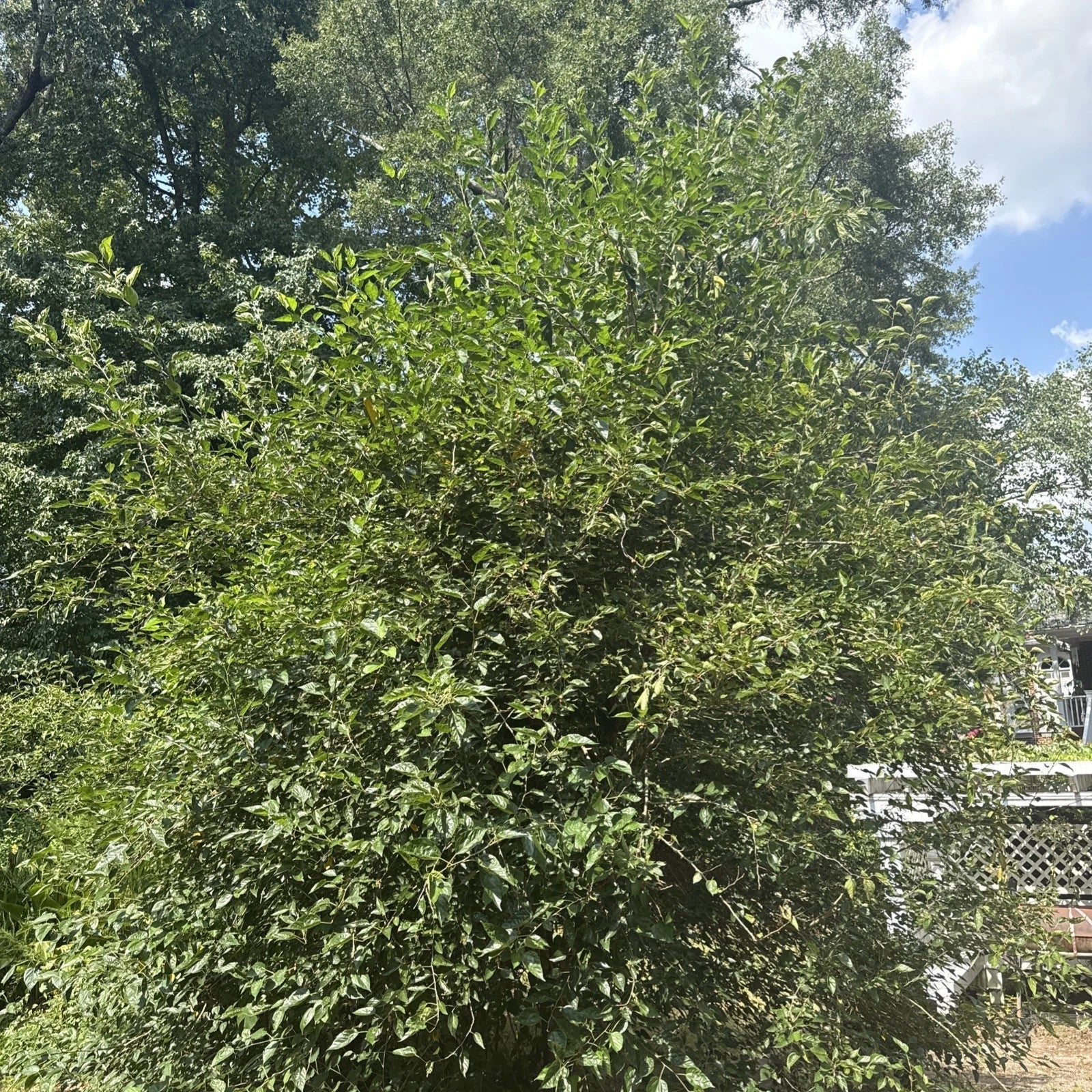 Live Mulberry Tree Plant | Well-Rooted 3-Gallon Pot | Morus spp. | Deciduous Fruit Tree for Garden