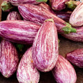 Pandora Striped Rose Eggplant Seeds – 30 Fresh Solanum melongena Seeds for Home Garden & Container Growing