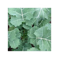 Kale Seeds - Non-GMO Heirloom Early Hanover Variety, Leafy Green, Brassica oleracea, Packaged Seeds
