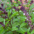 Cinnamon Basil Seeds Non-GMO Herb Garden Starter Ocimum basilicum Compact Bushy Plant