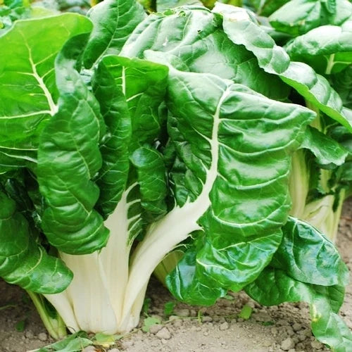 Swiss Chard Seeds - Fordhook Giant, Non-GMO Beta vulgaris subsp. cicla, Heirloom, Fresh Pack of 100 Seeds
