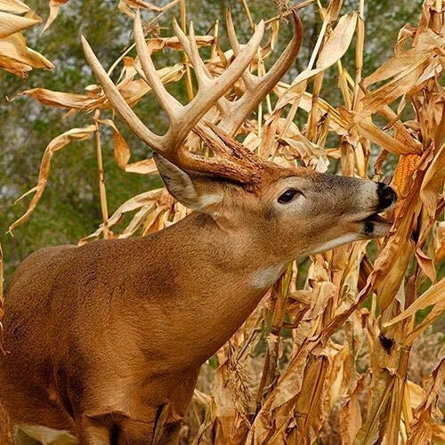 Dinner Getter Deer Food Plot Corn Seeds - 100 High Yield Zea mays for Wildlife Attractant