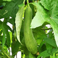 Luffa Gourd Seeds - Smooth Long Hybrid Dok Variety for Sponges - Eco-Friendly Gardening, Kitchen, Crafting