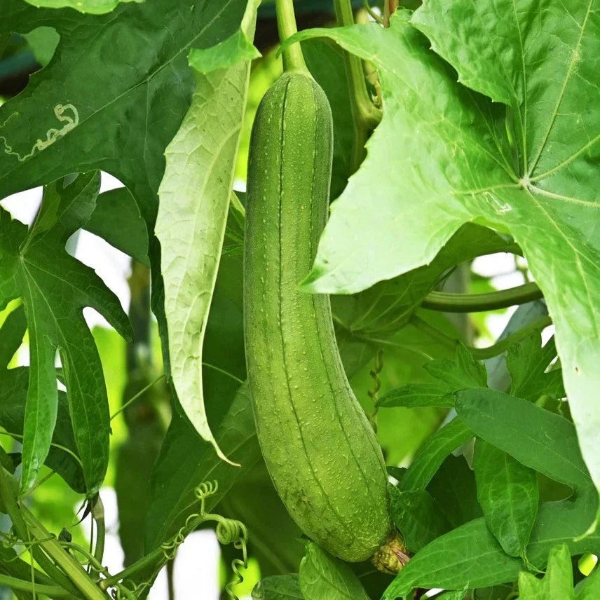 Luffa Gourd Seeds - Smooth Long Hybrid Dok Variety for Sponges - Eco-Friendly Gardening, Kitchen, Crafting