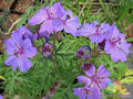 Malviflorum Geranium Seeds – 25+ Pack for Garden Planting, Pink White Lavender Blooms, Geranium malviflorum, Drought Tolerant, USA Grown