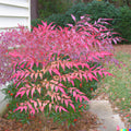 Heavenly Bamboo Seeds Nandina domestica Ornamental & Medicinal 20+ Seeds for Garden Planting