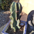 Blue Cereus Monstrose Cutting - 12" Succulent Cactus for Indoor & Outdoor Decor - Cereus peruvianus