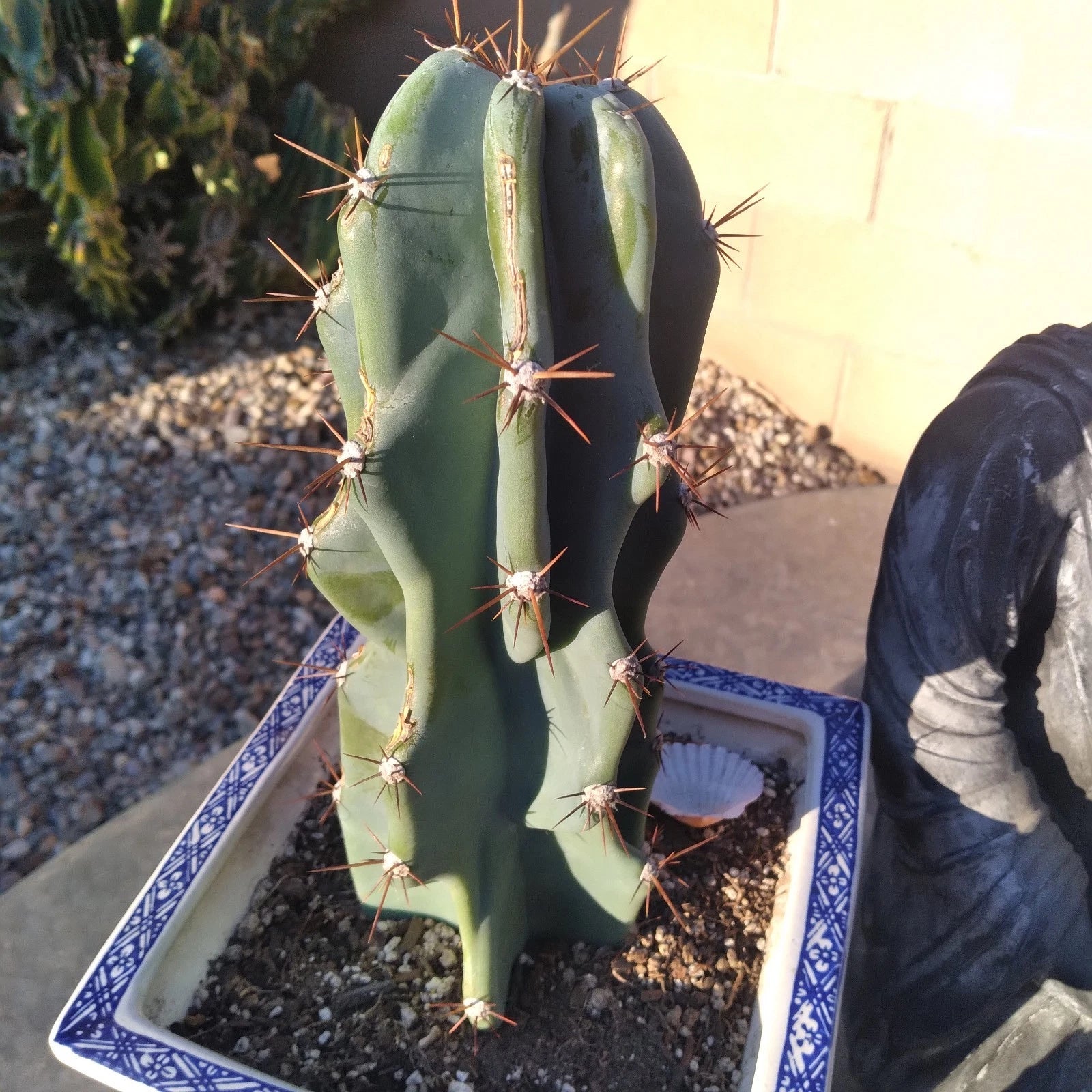 Blue Cereus Monstrose Cutting - 12" Succulent Cactus for Indoor & Outdoor Decor - Cereus peruvianus