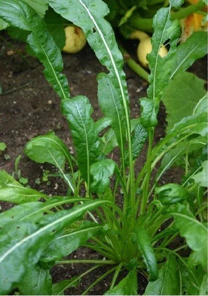 Mibuna Mustard Seeds - Microgreens, Strap Leaf, Mild Flavor, Brassica rapa var. japonica, 100-2000 Seeds