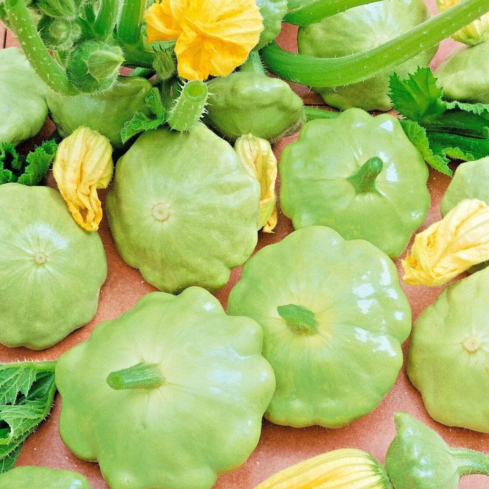 Organic Heirloom Summer Squash Seeds – Bennings Green Tint Cucurbita pepo, Bush Type, 40+ Seeds for Vegetable Garden