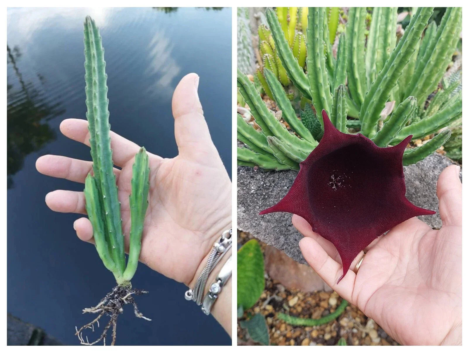 Stapelia Succulent Plant - Black Bell Variety - Exotic Leendertziae - Rare Houseplant - 4-Inch Pot