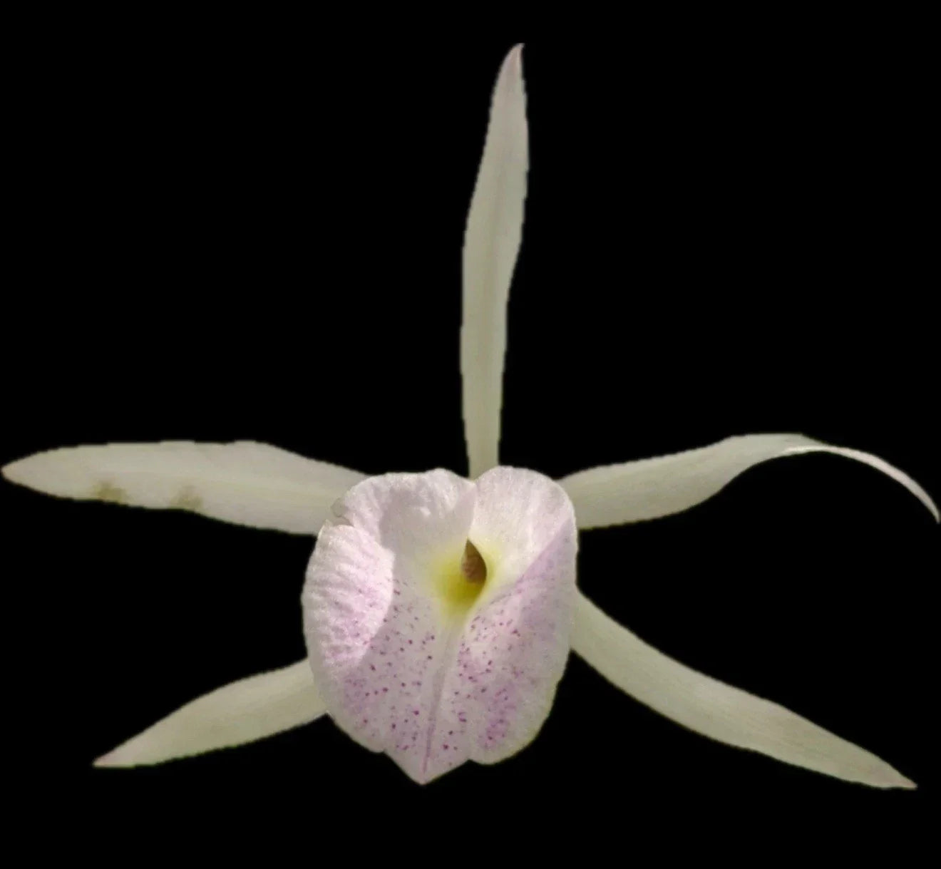 Brassocattleya Playa Herradura Orchid Plant - Bare Root Epiphytic Orchid with Multi-Color Flowers, Fragrant, Indoor or Outdoor