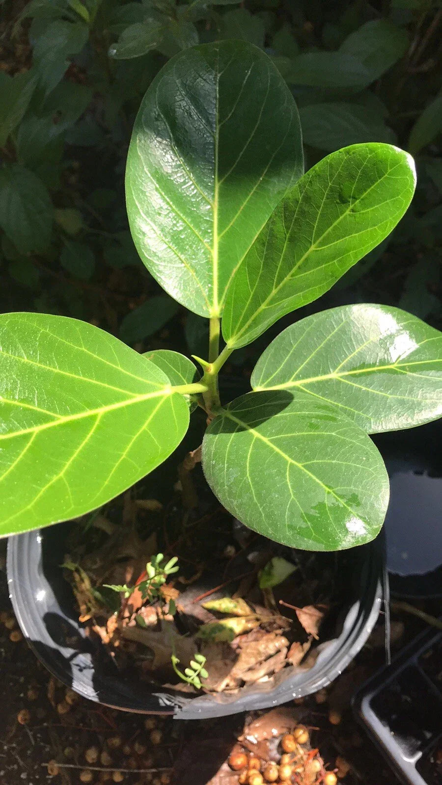 Audrey Fig Bare Root 12-Inch Ficus benghalensis Ornamental Banyan Tree Indoor Outdoor