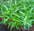 Tarragon Seeds 500 Pack Non-GMO Heirloom Herb Seeds Artemisia dracunculus for Culinary Gardening