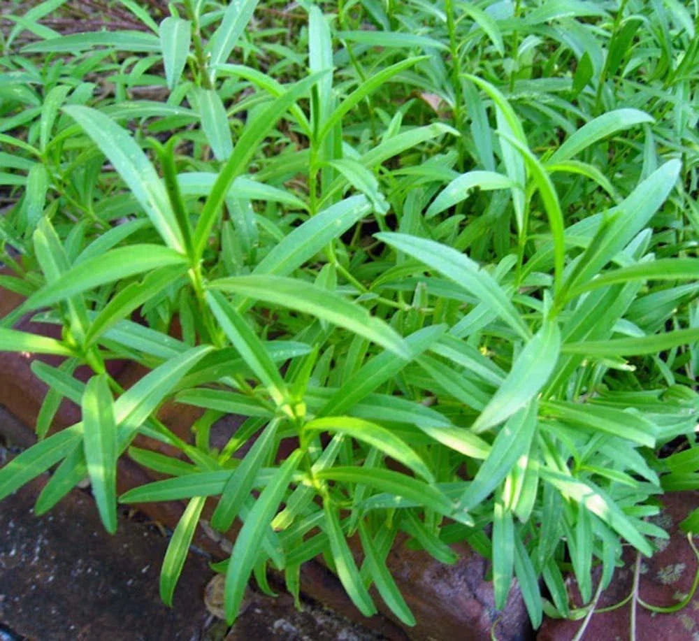 Tarragon Seeds 500 Pack Non-GMO Heirloom Herb Seeds Artemisia dracunculus for Culinary Gardening