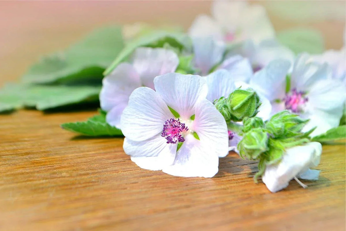 Marshmallow Seeds - 100 Pack - Althaea Officinalis Herb with Pink & White Flowers for Garden, Pollinator, Herb Bed