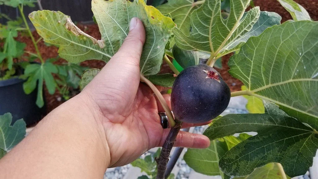 Kathleen's Black Fig Live Starter Plant - Ficus carica, Edible Fruit Tree, Indoor/Outdoor Gardening, Compact, 4+ Inches