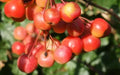 Red Sentinel Crabapple Seeds - 25+ Malus × floribunda Garden Planting Seeds for Attracting Pollinators