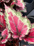 Spitfire Begonia Seeds - 25+ Pack for Garden Planting - Vibrant Red & Green Foliage - Begonia x tuberhybrida Seeds