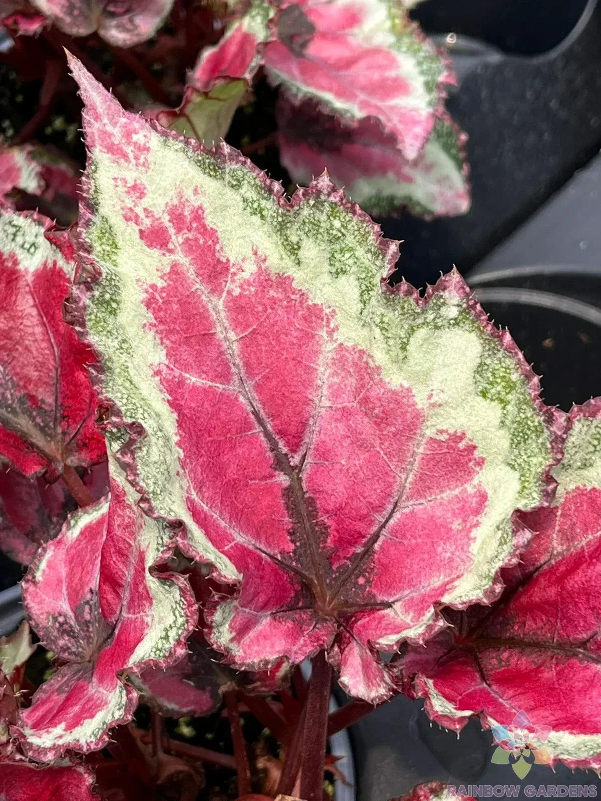 Spitfire Begonia Seeds - 25+ Pack for Garden Planting - Vibrant Red & Green Foliage - Begonia x tuberhybrida Seeds