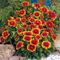 Gaillardia Goblin Sun Worshiper Perennial Seeds - Bright, Drought-Tolerant Blanket Flower Gaillardia aristata