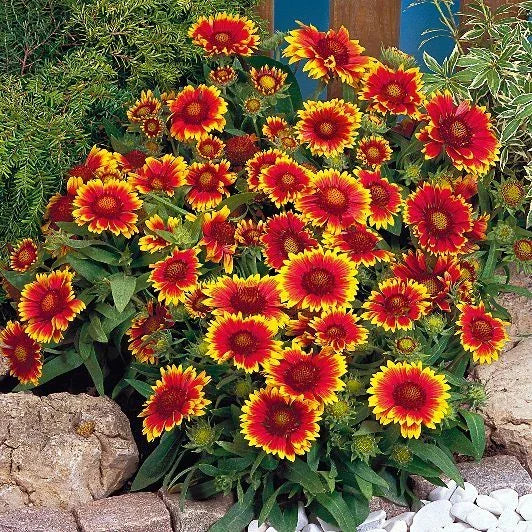 Gaillardia Goblin Sun Worshiper Perennial Seeds - Bright, Drought-Tolerant Blanket Flower Gaillardia aristata