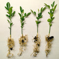 Cold Hardy Citrus Seedlings 4-Pack | Citrus reticulata | Hardy Outdoor Garden Plants