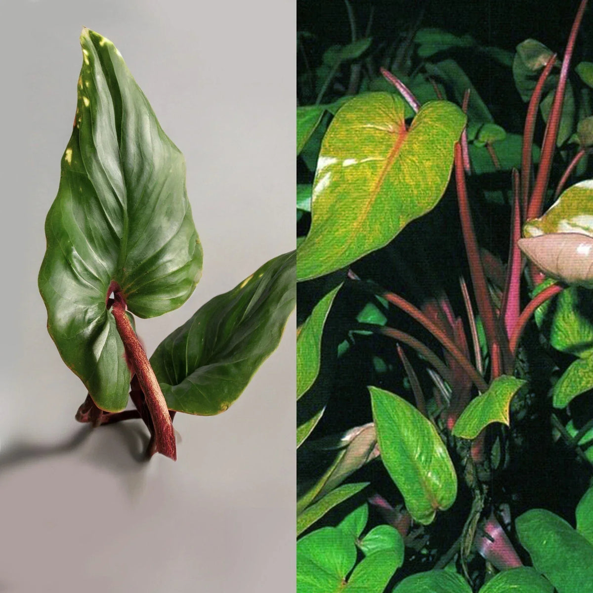 Live 7" Red Emerald Philodendron Bare Cutting, Tropical Rainforest Plant, Philodendron erubescens, Easy to Grow Indoor Plant