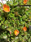 Coral Pink Purslane Cuttings - Single Flower, Trailing, Portulaca oleracea, Easy to Grow Indoor & Garden Plant