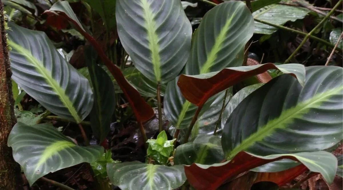 Ecuadoriana Calathea Seeds - 25+ Premium Calathea rufibarba Seeds for Indoor & Outdoor Gardening, Tropical Foliage, USA Seller