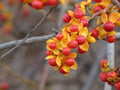 American Bittersweet Vine Seeds, Climbing Plant Seeds, Celastrus Scandens, Garden Landscaping, Fast-Growing Perennial