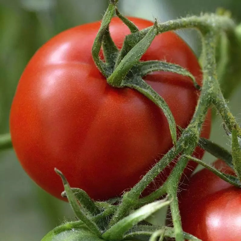 Florida Tomato Seeds 100 Count – Heirloom Non-GMO Vegetable Seeds for Home Garden, Solanum lycopersicum