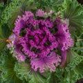 Ornamental Kale Seeds Nagoya Red – Brassica oleracea var. acephala, 40 Seeds, Vibrant Red and Green Foliage, Easy to Grow