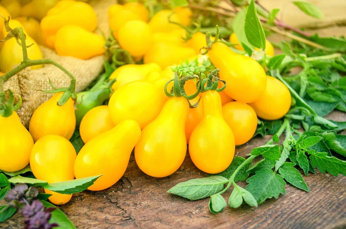 Yellow Pear Tomato Seeds - High Yield, Heirloom, Pear-Shaped, Solanum lycopersicum, Salad-Friendly, Full Sun, Bountiful Harvest