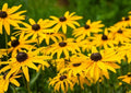 Black Eyed Susan Seeds - 1000+ Rudbeckia hirta Yellow Flower Seeds for Gardens, Borders & Wildflowers