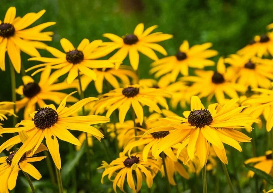 Black Eyed Susan Seeds - 1000+ Rudbeckia hirta Yellow Flower Seeds for Gardens, Borders & Wildflowers