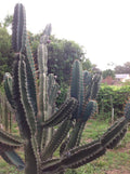 Cereus Peruvianus Repandus Seeds - 20 Peruvian Apple Cactus Seeds for Easy Home Gardening