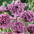 Violetta Blush Poppy Seeds - 200+ for Garden Planting - Papaver somniferum - Easy to Grow, Vibrant Flowers, Attracts Pollinators