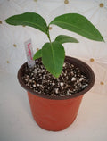 Orange Berry Ginberry Tree Seedling 4-6" Glycosmis pentaphylla Tropical Fruit Plant