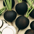 Black Spanish Round Radish Seeds – Organic Non-GMO Heirloom Vegetable Seeds for Planting, Raphanus sativus