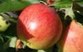 Falstaff Apple Seeds - 25+ Malus domestica Heirloom Variety for Home Garden Planting