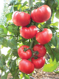 Beefsteak Heirloom Tomato Seeds - NON-GMO, Slicing Variety, Solanum lycopersicum, Organic, Heirloom, Free Shipping